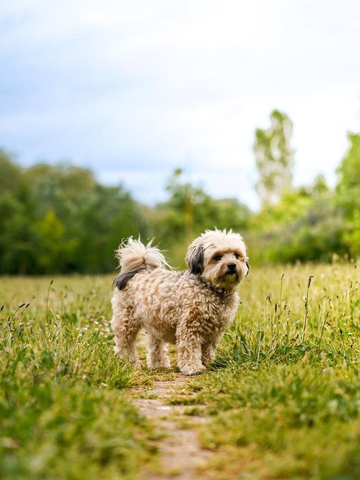 Perro pequeño y rizado de pie en un camino entre la hierba