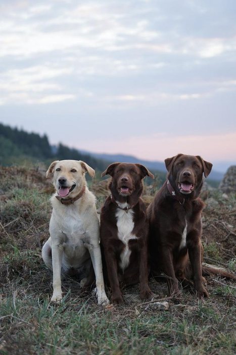 Tres perros sentados juntos al atardecer en el monte